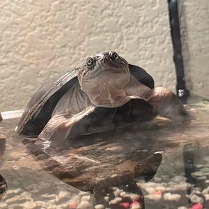 Meet your Posher, Curtis